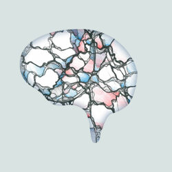Основы нейродинамики и неврологической оценки